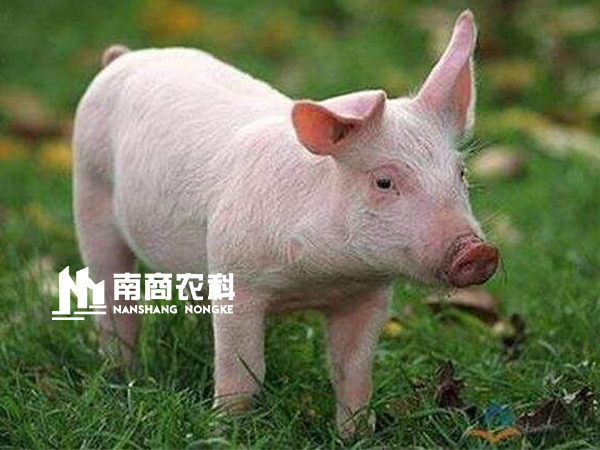 現(xiàn)代規(guī)?；i場(chǎng)設(shè)計(jì)與管理，場(chǎng)長(zhǎng)必修課！