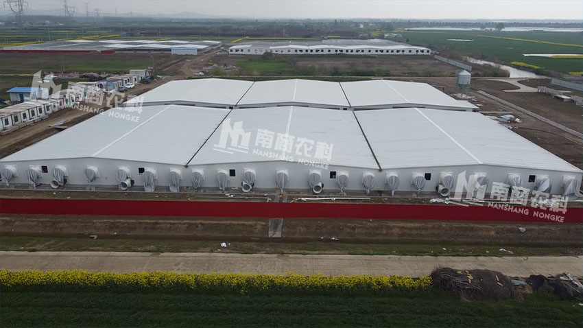 江蘇常州70000頭育肥場