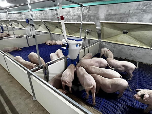 小智倌系列自動喂食器如何低成本讓育肥豬生豬又快又好？