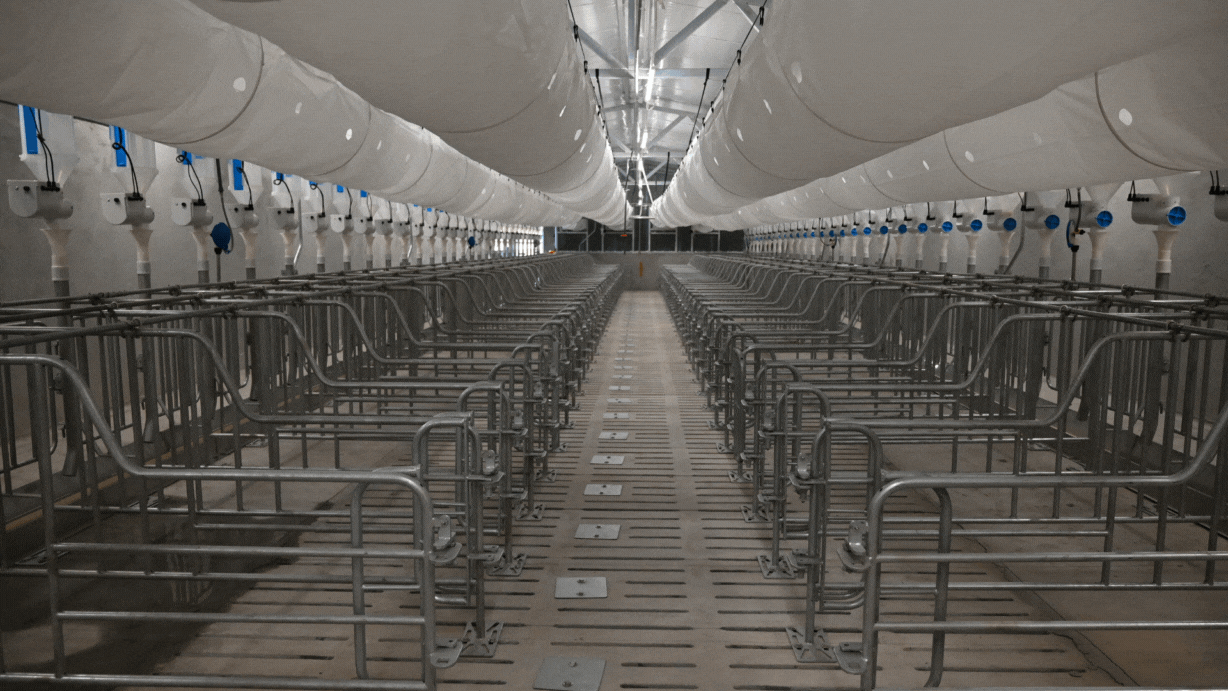 建一個(gè)年出欄一萬頭的智能化種豬場需要多少錢？