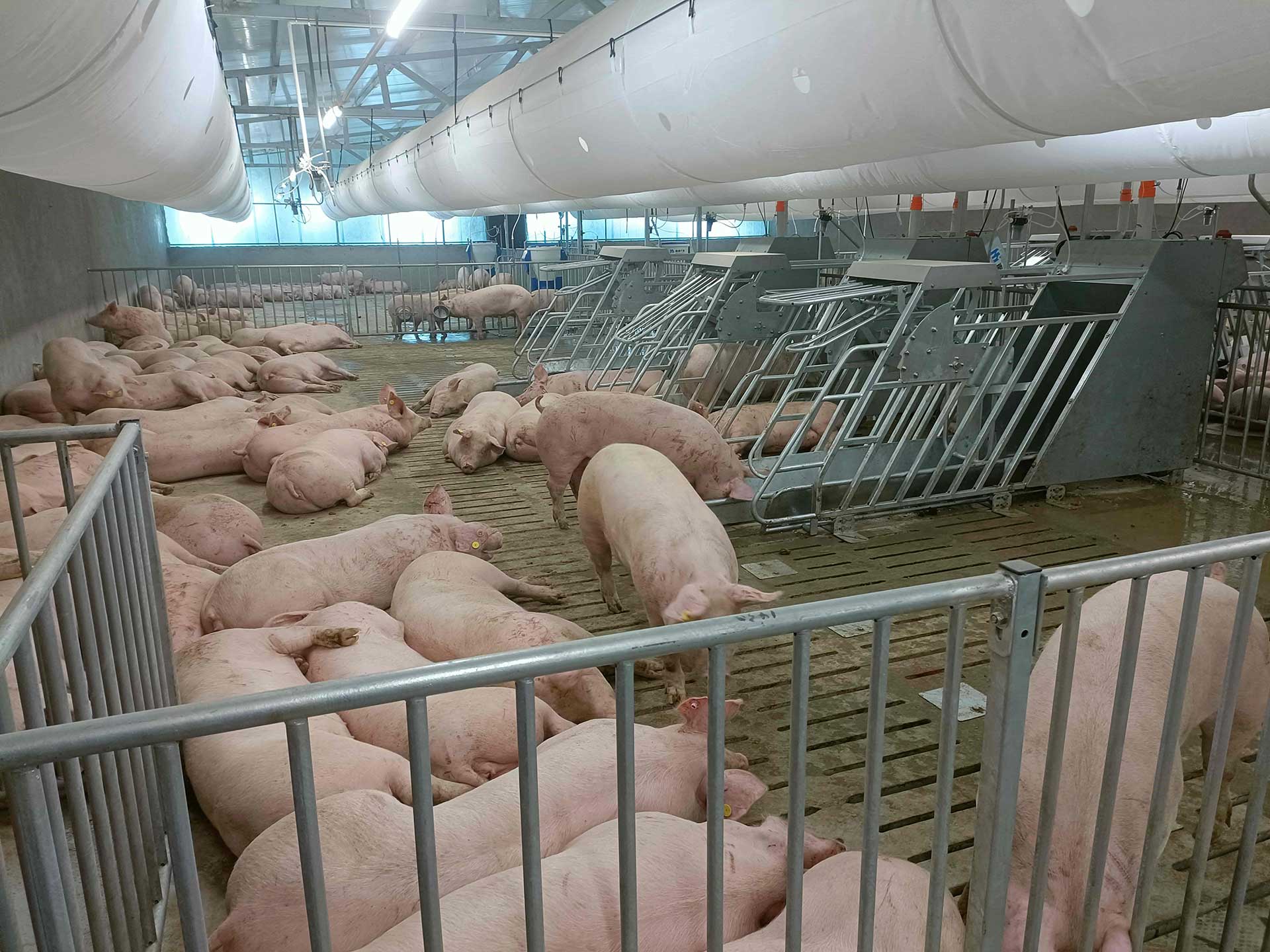 智能化母豬飼養(yǎng)技術(shù)的優(yōu)勢(shì)介紹