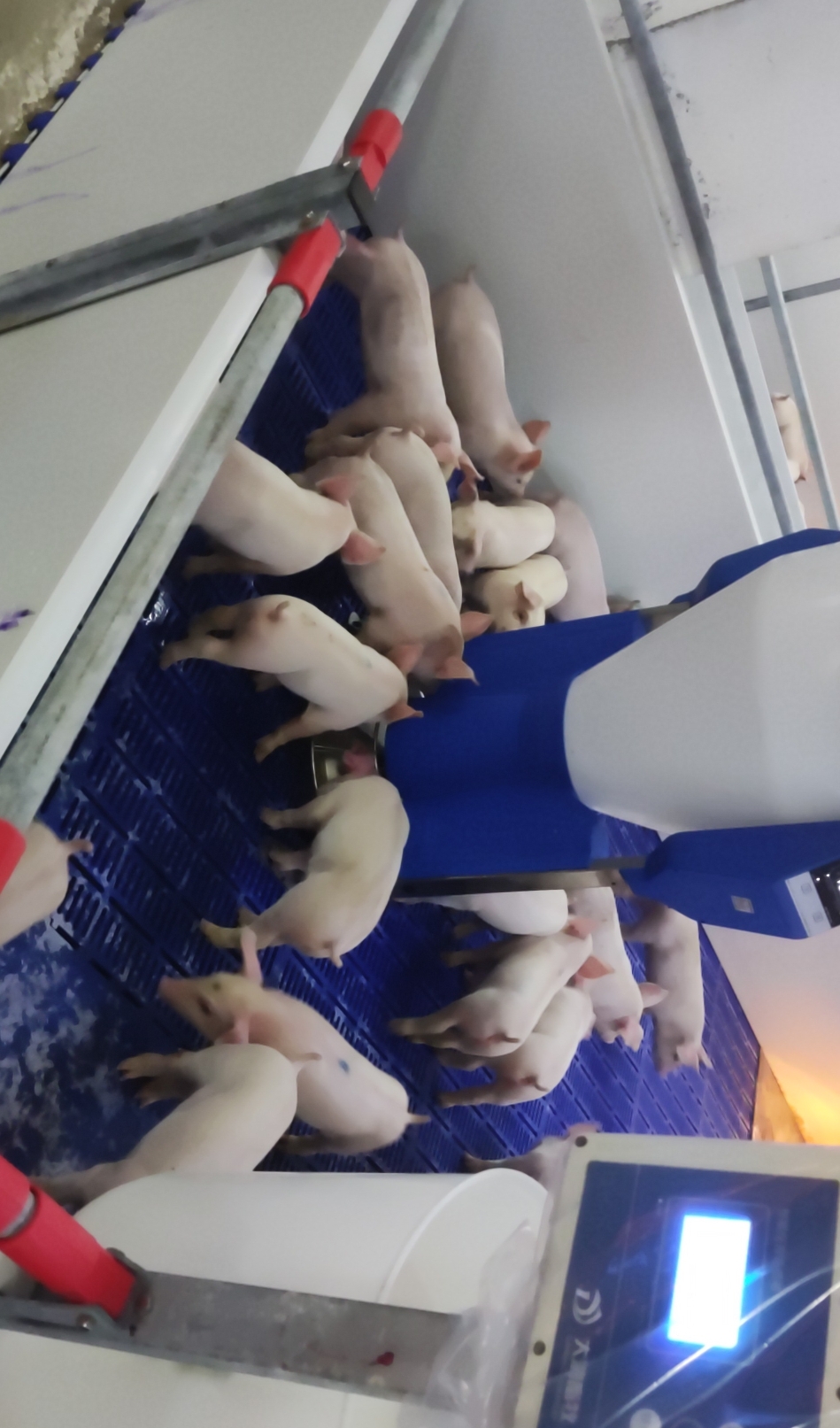 提高仔豬存活率的關(guān)鍵，那當(dāng)然是粥料飼喂?。。?></a>
                    <div   id=