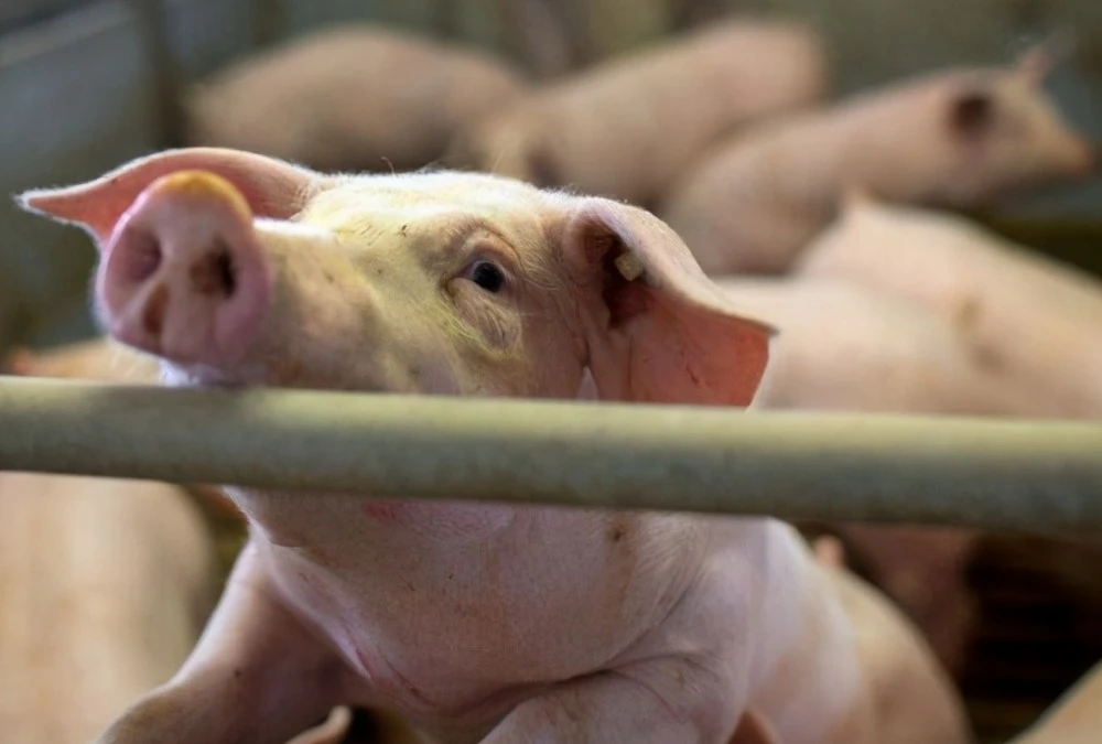 弱豬調(diào)理為什么一定要選用粥料飼喂？