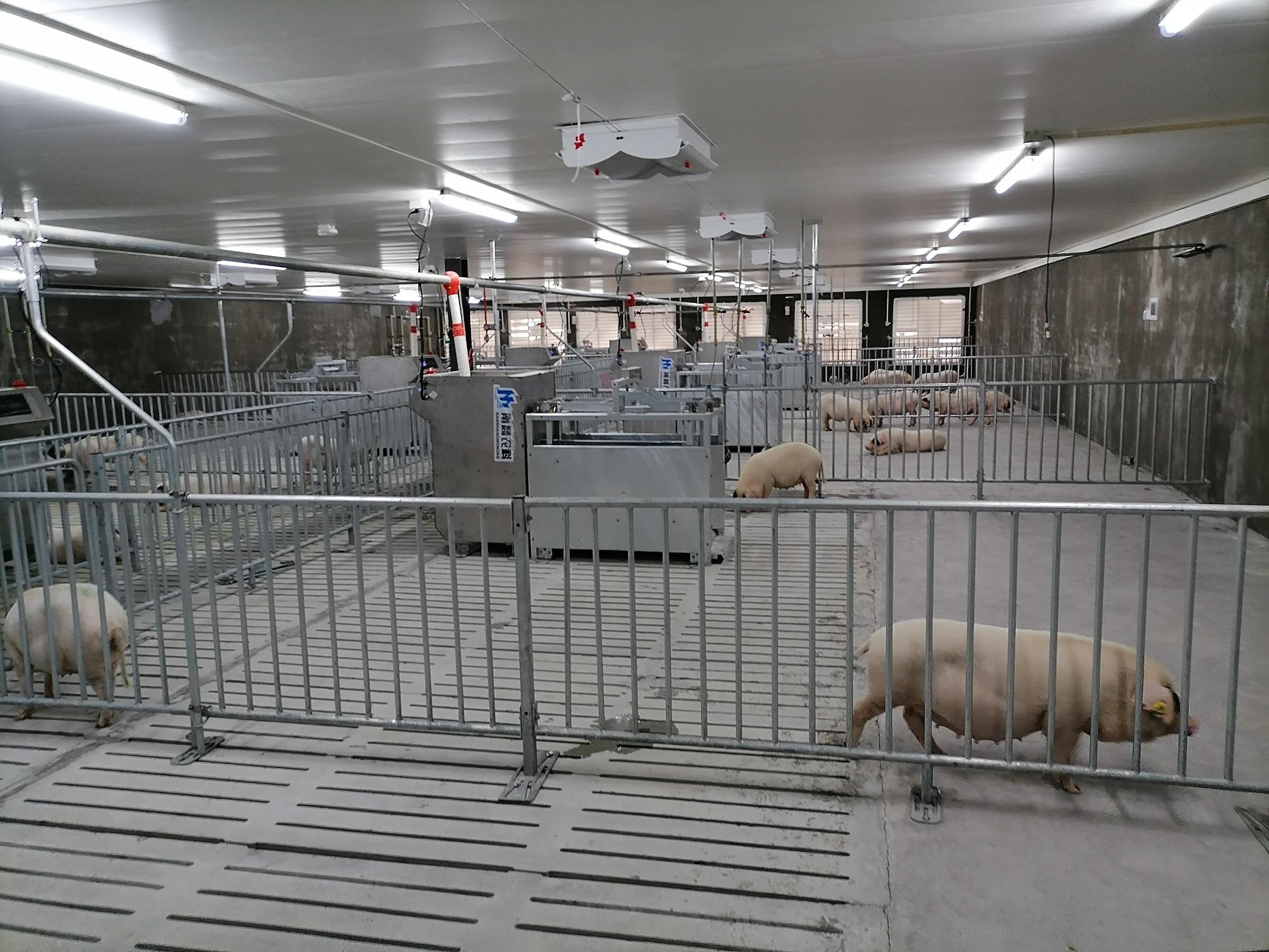 種豬性能測定站實(shí)拍圖