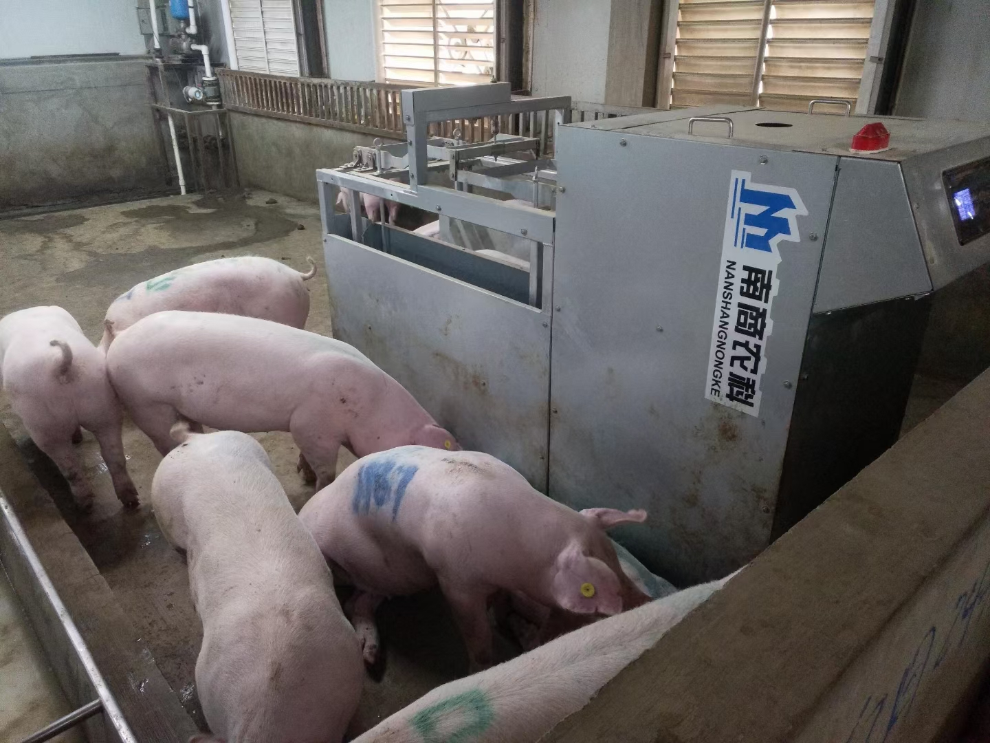 種豬選育對中國畜牧業(yè)的重要意義 ?