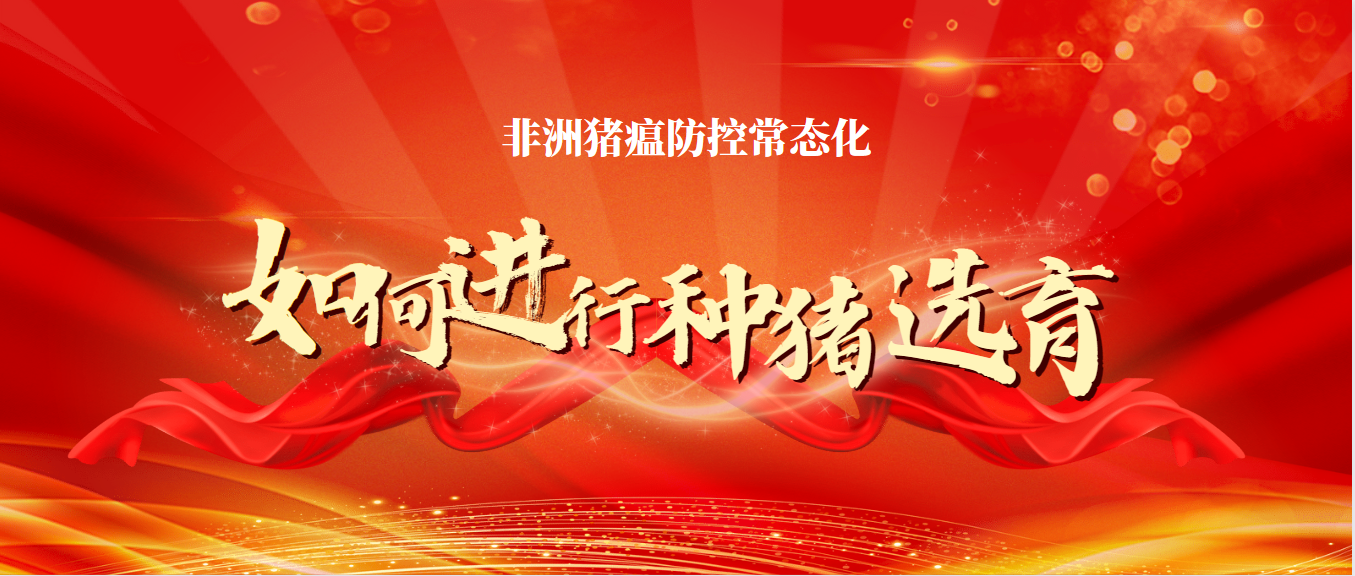 非洲豬瘟防控常態(tài)化下如何進(jìn)行種豬選育？這幾點很重要