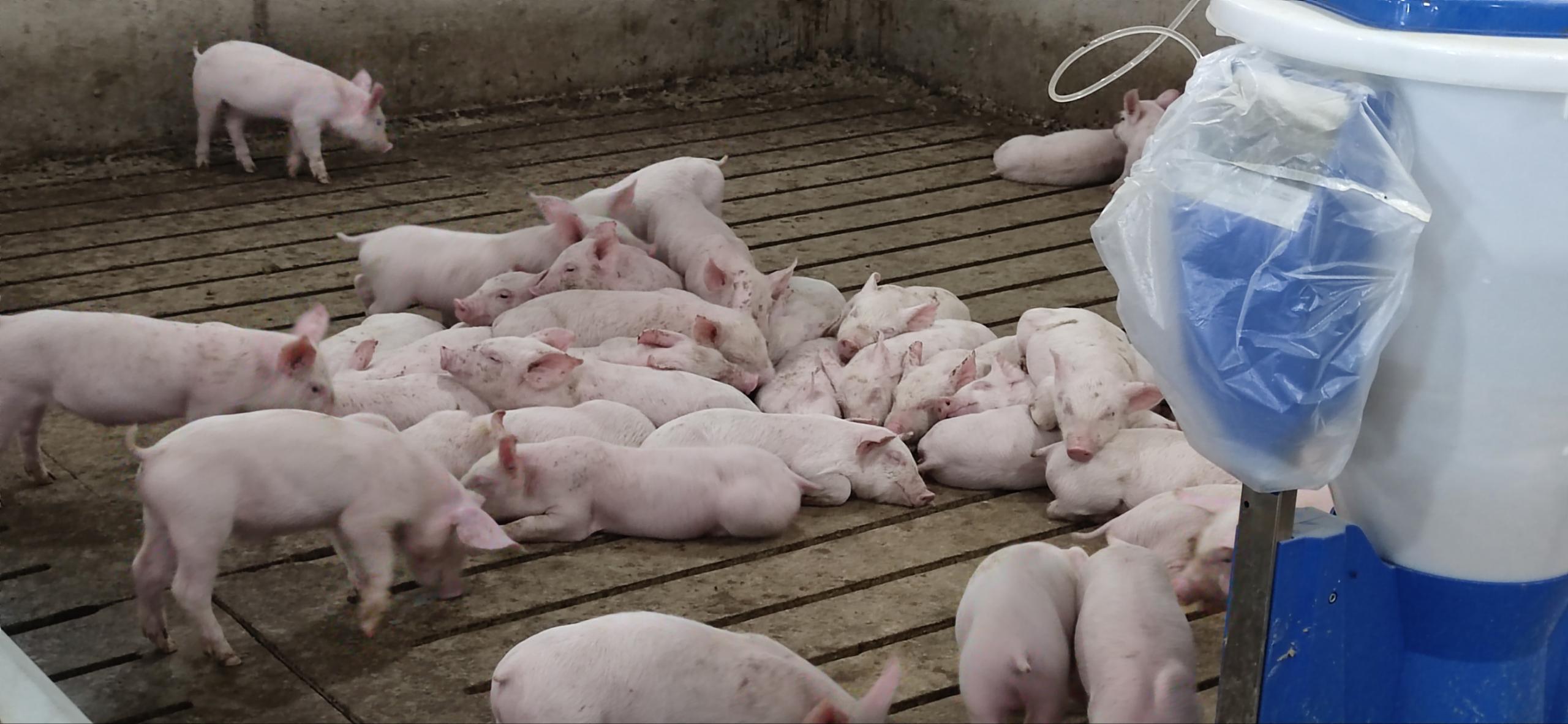 精準(zhǔn)環(huán)控，把控豬舍，把控未來(lái)