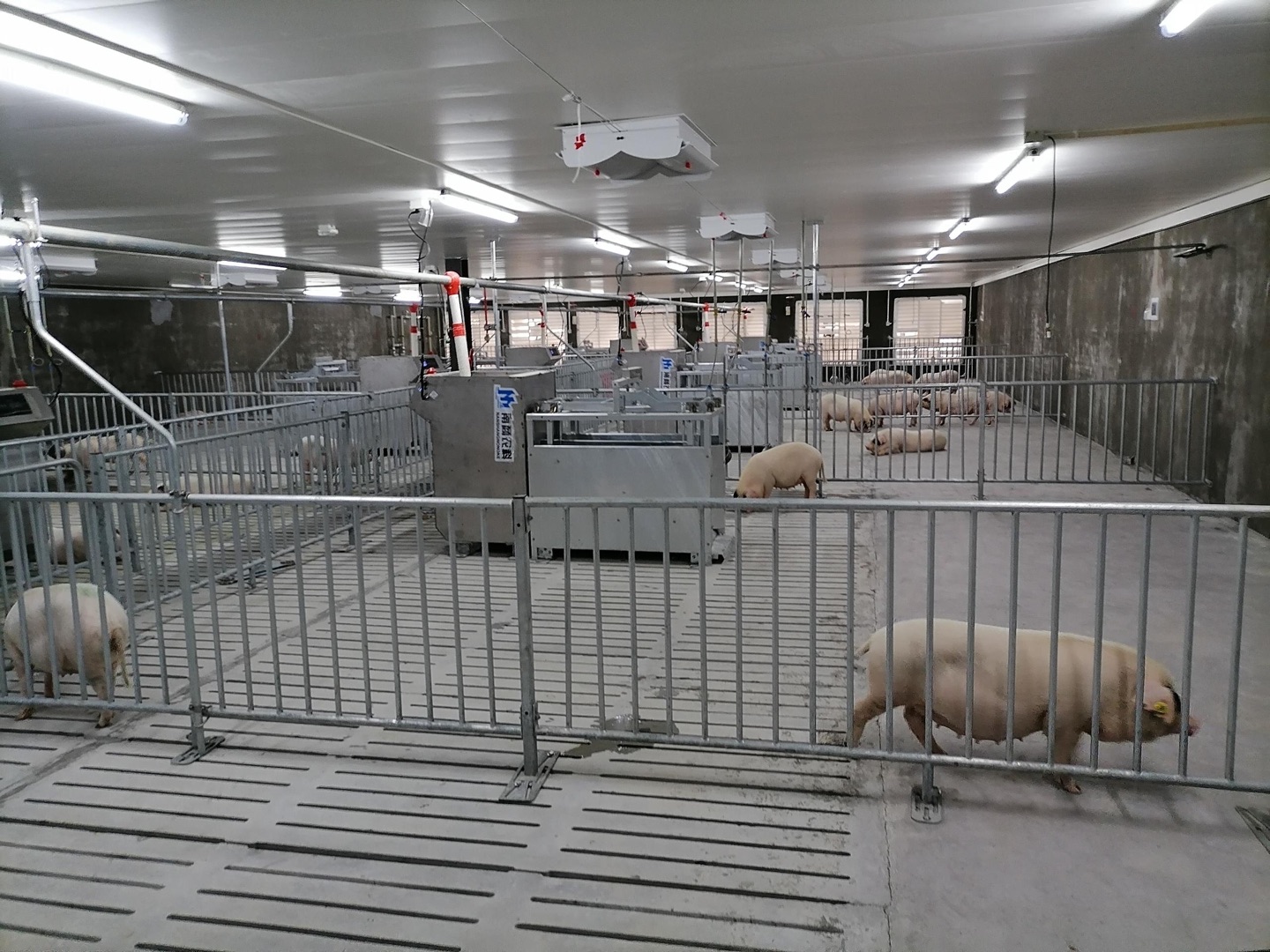 當(dāng)前養(yǎng)豬大環(huán)境下種豬育種當(dāng)時(shí)重中之重