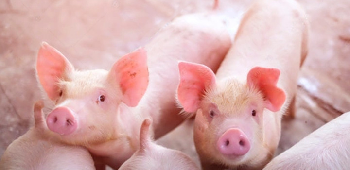 建豬場引設(shè)備您是否還在擔(dān)心以下問題